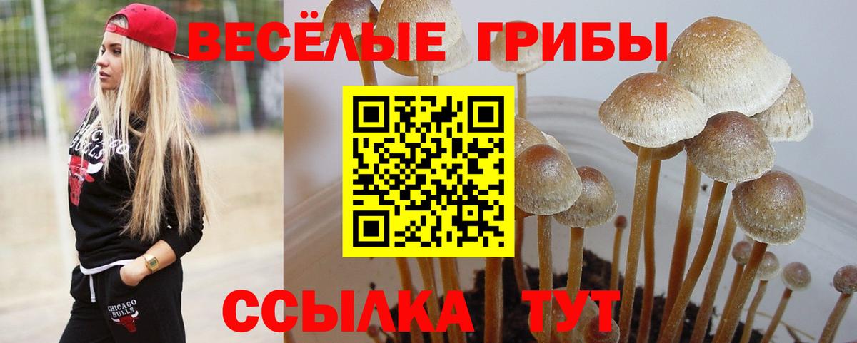Псилоцибиновые грибы Psilocybine cubensis Чита
